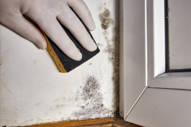 Best Mold-Related Health Consultation  in Heron Bay, GA
