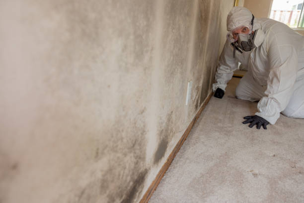 Best Attic Mold Removal  in Heron Bay, GA